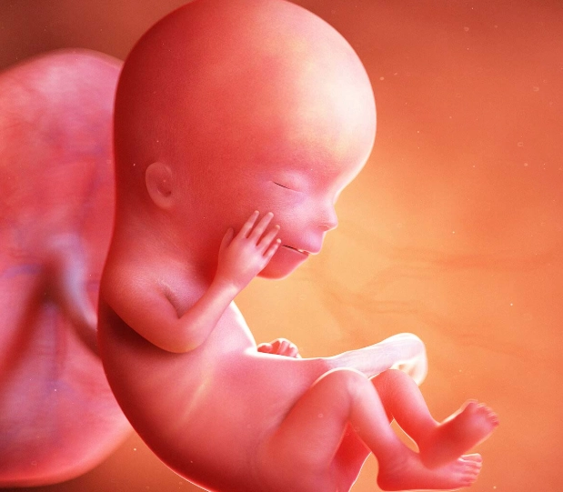 first trimester pregnancy