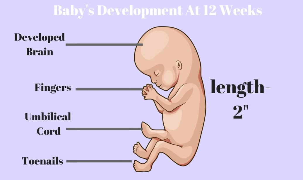 12 weeks pregnant baby movement 12 weeks pregnant baby movement