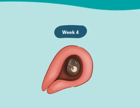 signs of pregnancy 1 month signs of pregnancy 1 month