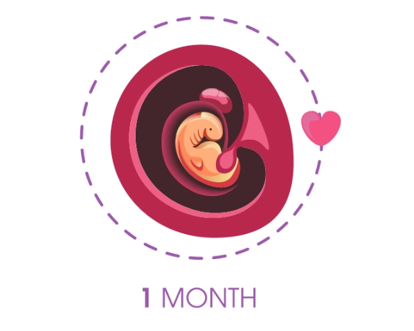 1 month pregnancy symptoms 1 month pregnancy symptoms