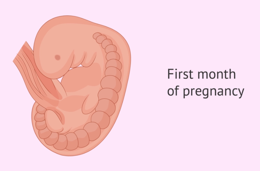 early pregnancy development