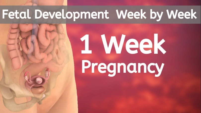 early pregnancy stomach sensations