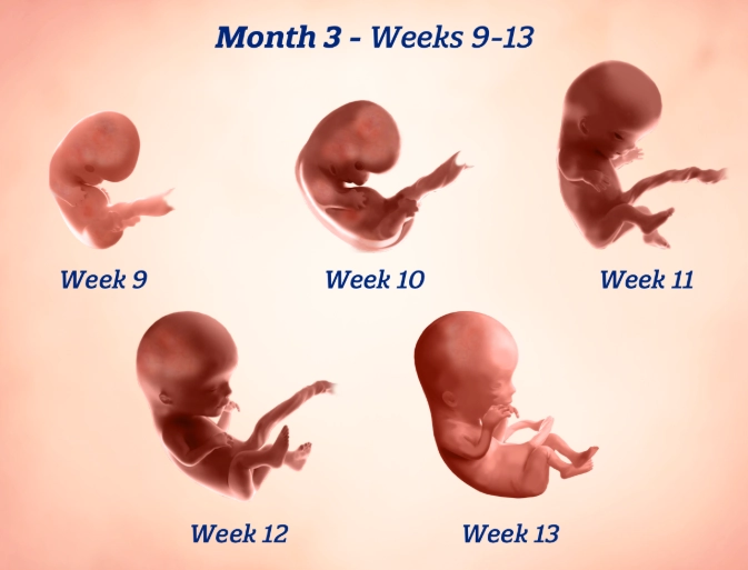 embryo size 4 weeks