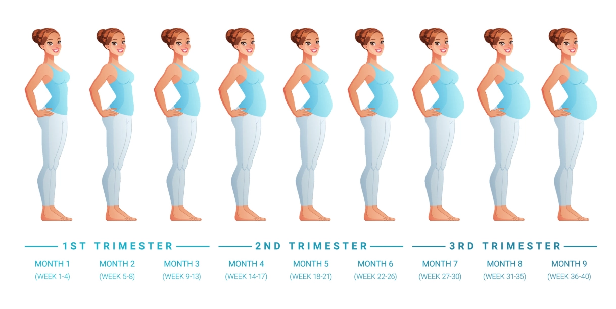 early pregnancy belly