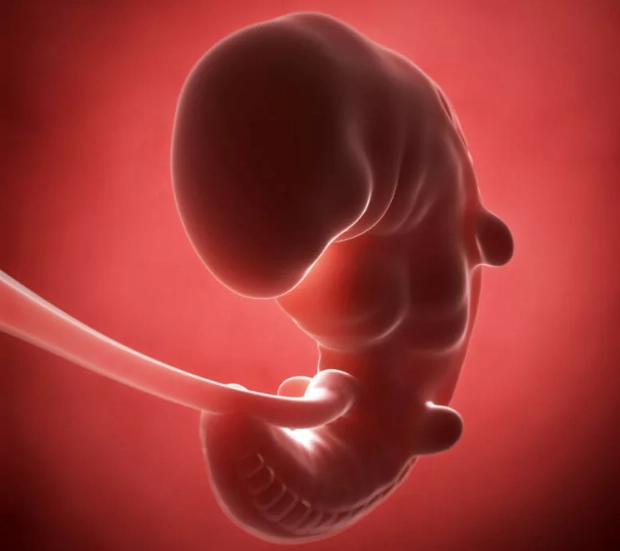 pregnancy first month