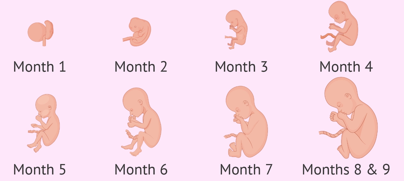 pregnancy first month