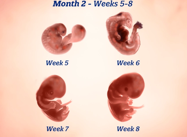 how to calculate pregnancy weeks