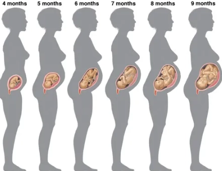 pregnancy week calculator