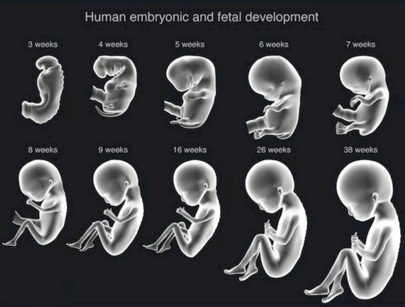 pregnancy week calculator