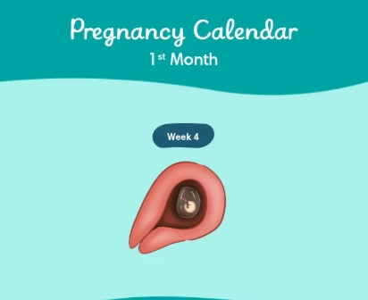 one month pregnant belly