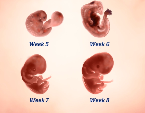 early pregnancy signs