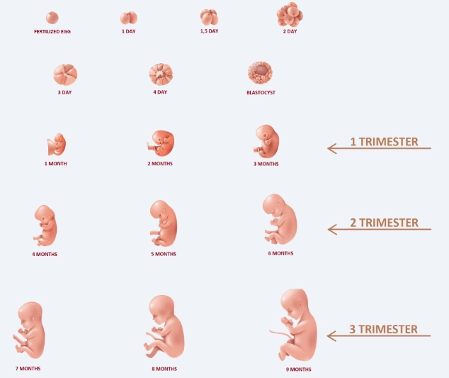 early pregnancy mistakes early pregnancy mistakes