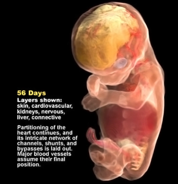 most critical week first trimester