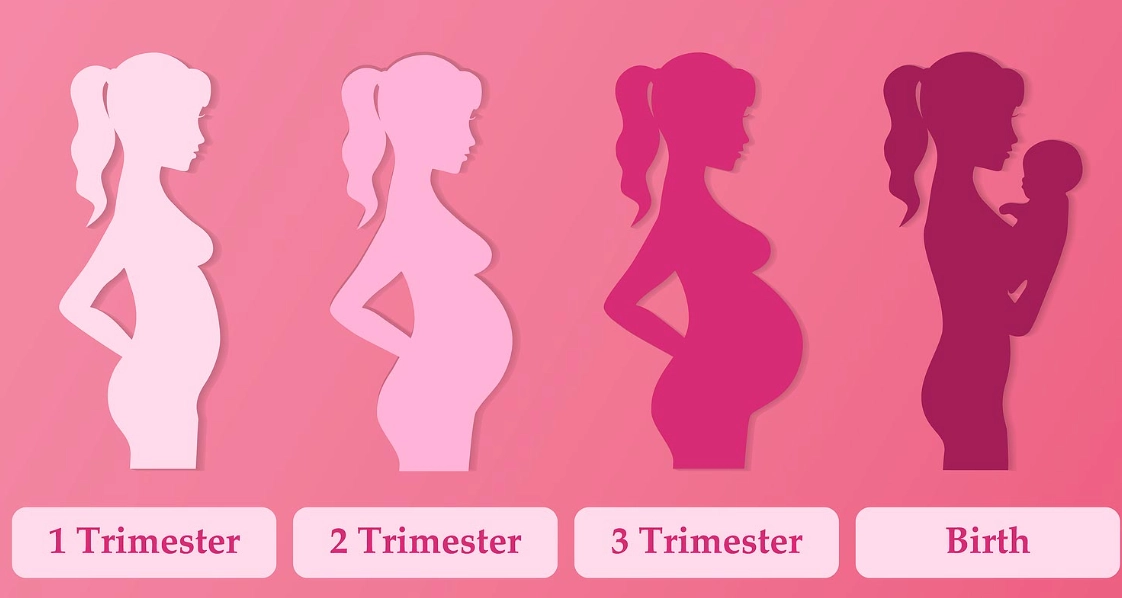 first trimester development