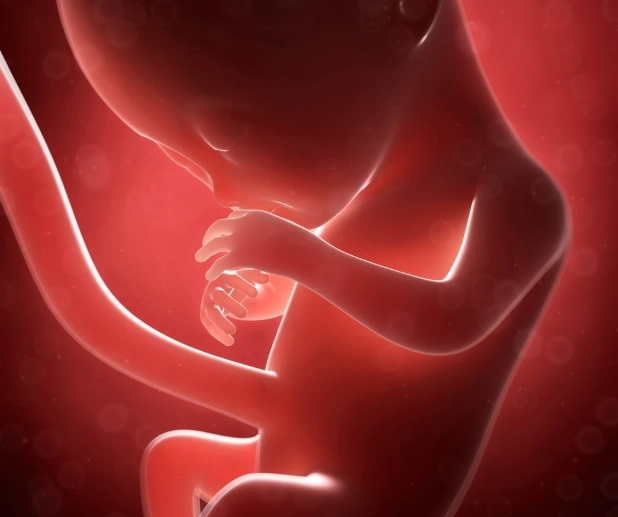 fetal movement third trimester fetal movement third trimester