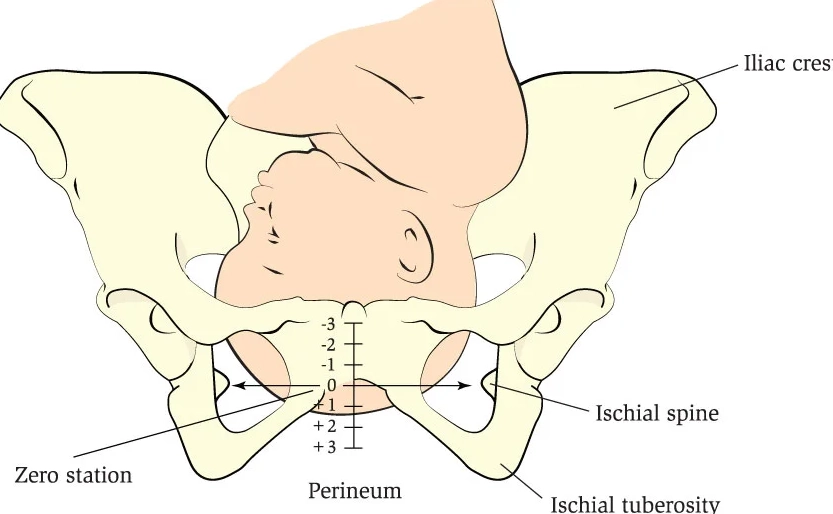 employee rest day requirements