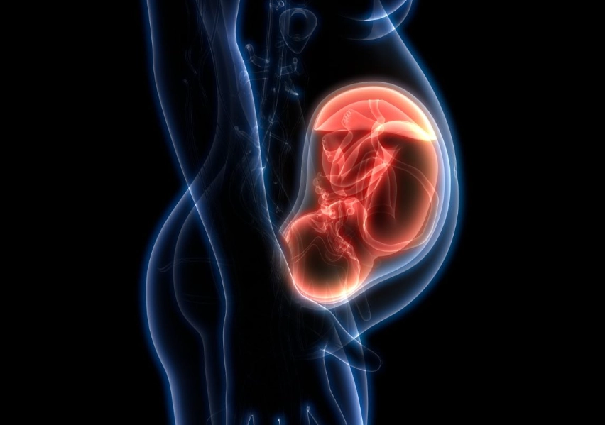 fetal development milestones
