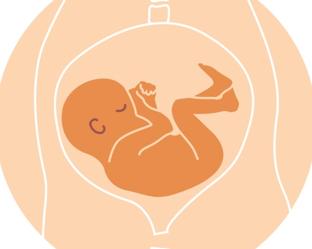 fetal development milestones