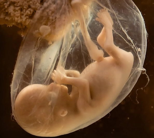 prenatal care checkups