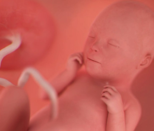 fetal development nutrition