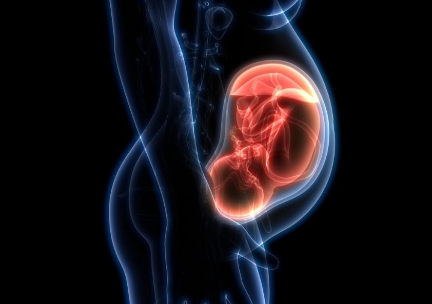 fetal development nutrition
