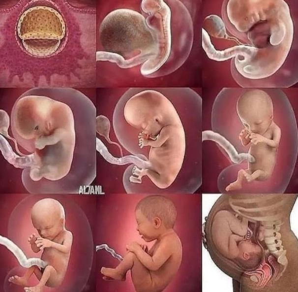 early pregnancy signs