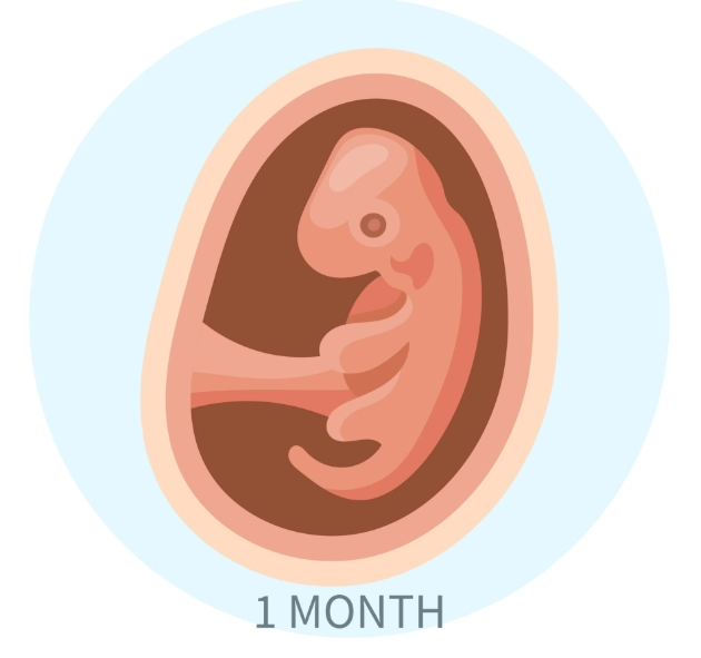 first month pregnancy signs