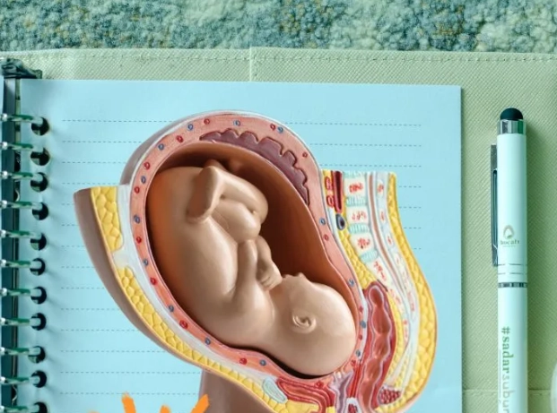 pregnancy weeks calculator pregnancy weeks calculator