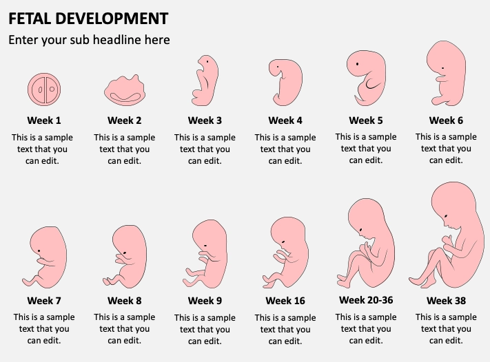 early pregnancy fetal development