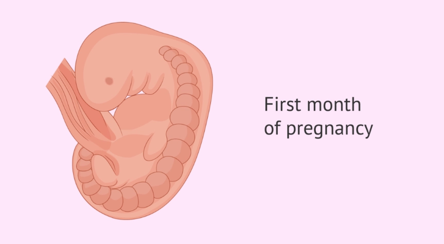 1 and half month Pregnancy Baby size