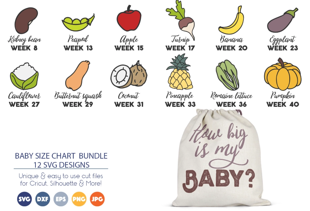 1.5 months pregnant baby size 1.5 months pregnant baby size