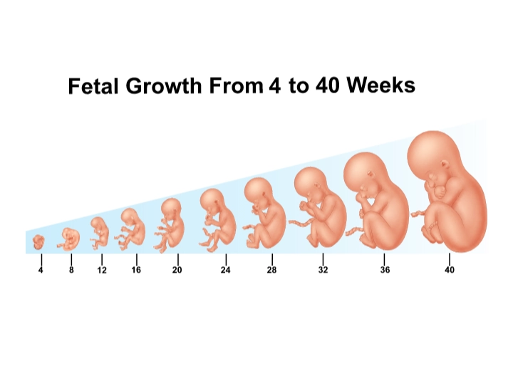 2 months pregnant baby size