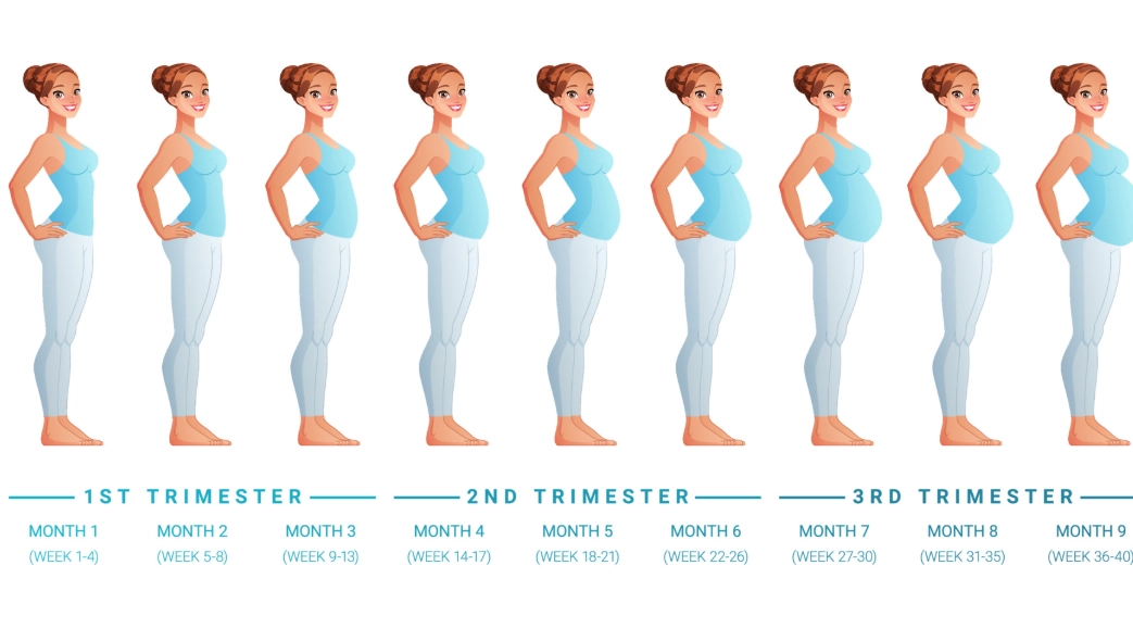 6 weeks pregnant baby size 6 weeks pregnant baby size