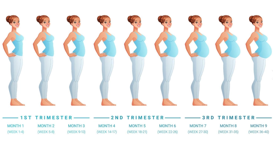 baby size at 8 weeks