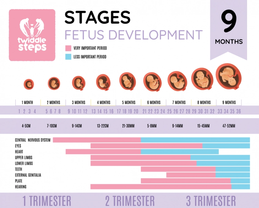 3 month pregnant baby size