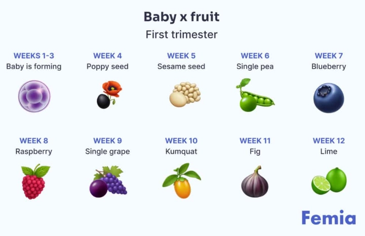 early pregnancy fetal development