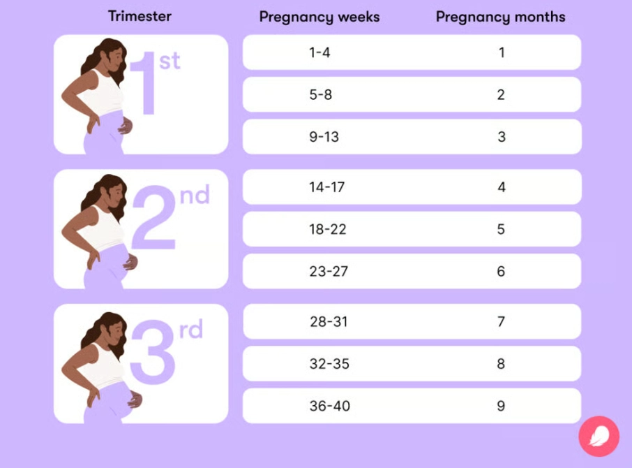 early pregnancy fetal development