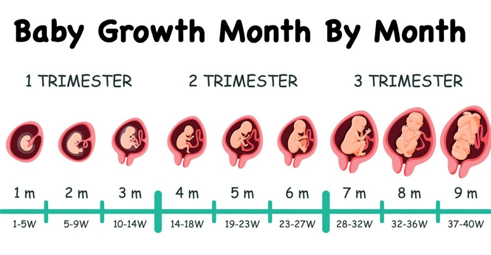 fetal development 4 weeks fetal development 4 weeks