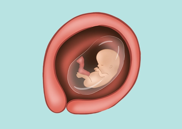 12 weeks pregnant baby movement